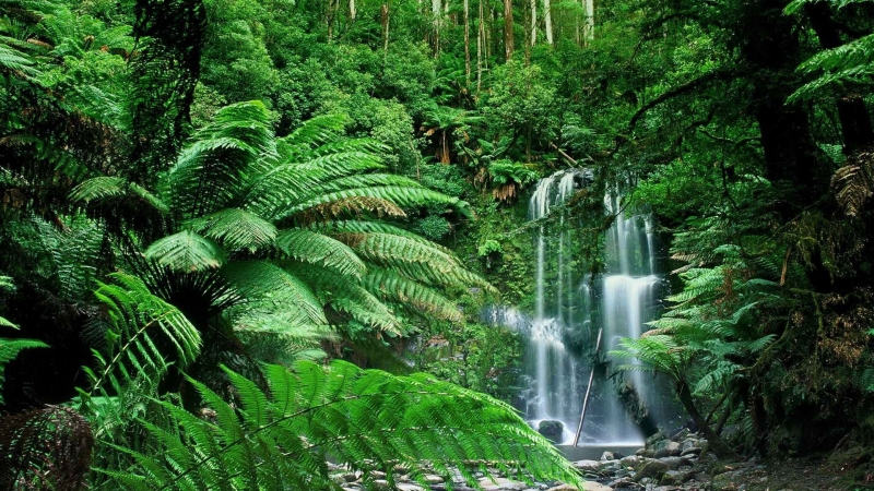 Parque Nacional Bosque Tropical Wooroonooran