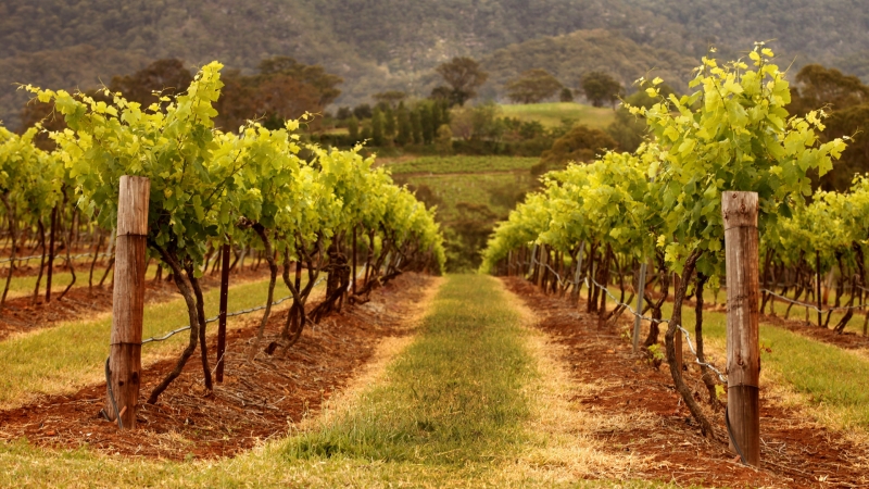 Bodegas Hunter Valley con almuerzo y catas de vino