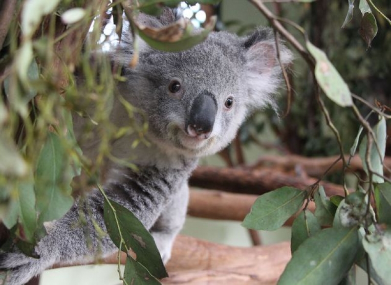 Australia Naturaleza Salvaje 2019/2020