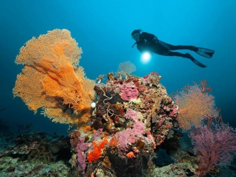 Día completo en el Arrecife exterior de la Barrera de Coral