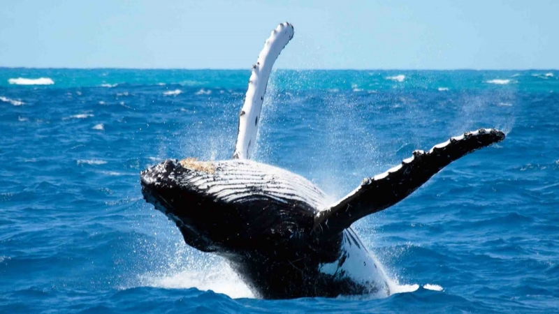 Crucero de avistamiento de ballenas