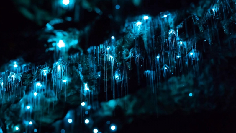 Cuevas Glowworm