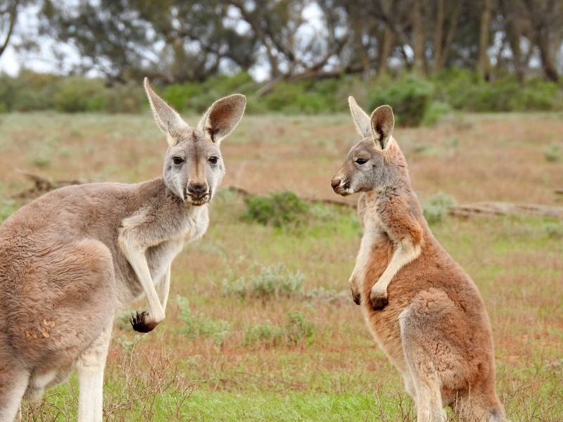 Viaje al Sur de Australia: Paisajes y Fauna 2019/2020